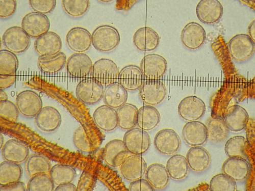 A ferrugineux élatères et spores