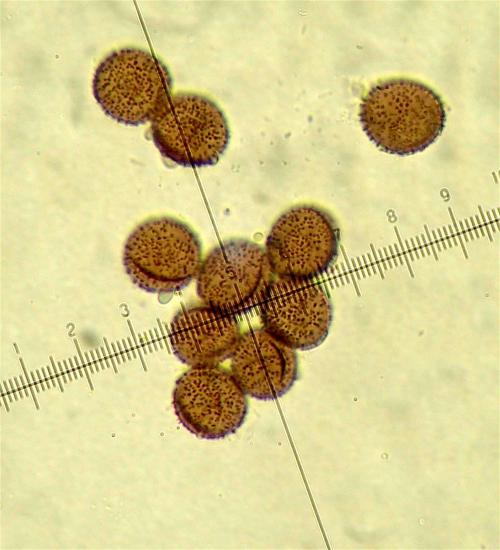 B utricularis spores