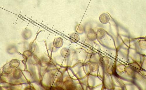 Coma elegans spores