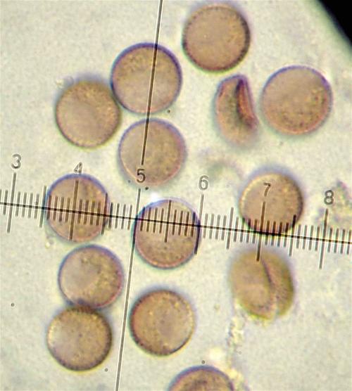 C nigra spores