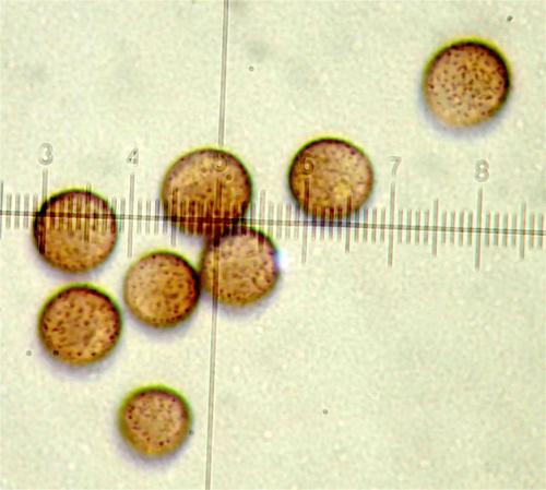 Physalb spores 2