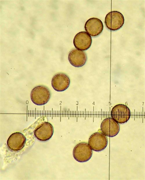 Phys ver spores 1