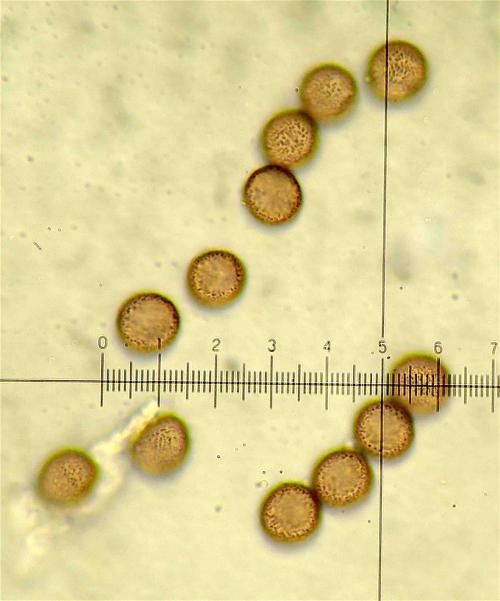 Phys ver spores 2