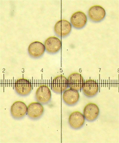 BW3116 spores