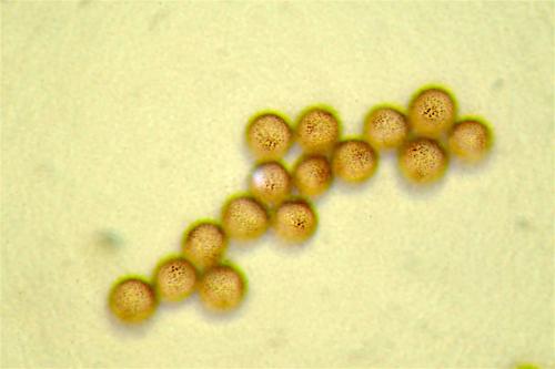 Phycit-spores-1