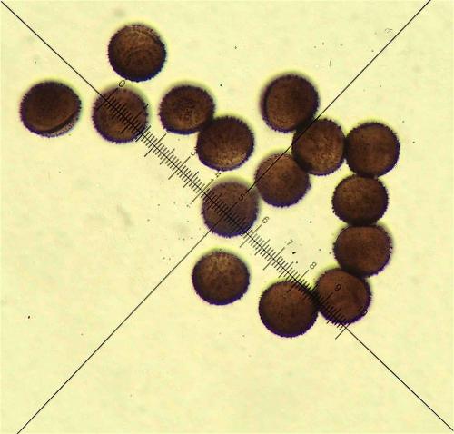 BW2493-Lam-pir-spores1