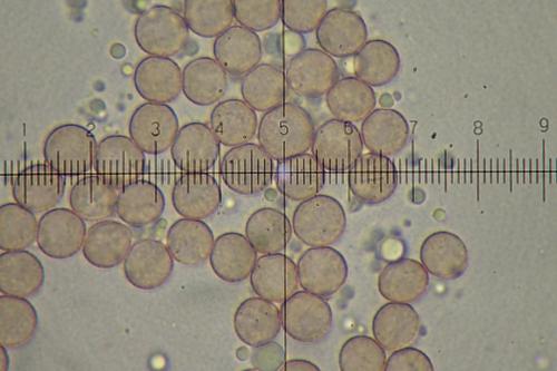 3206 stem fla spores1