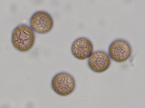 4474-Symphyspores2