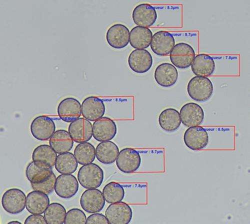 4279COMele5spores