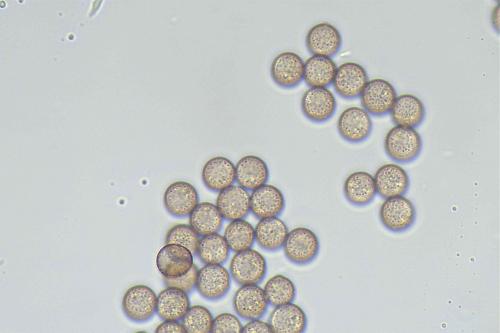 4279COMele6spores