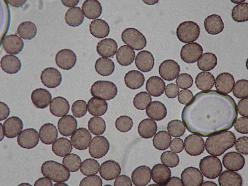 4483-Valto-tre-6-spores1