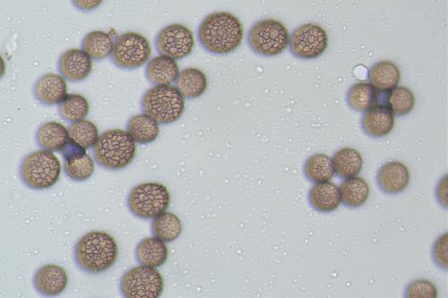 4483-Valto-tre-8-spores-mix