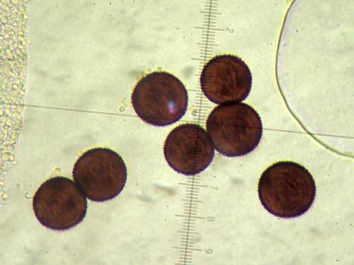 BW2386-PHYata6spores-1000