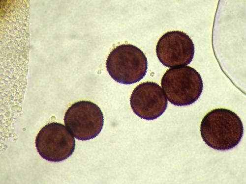 BW2386-PHYata7spores-1000