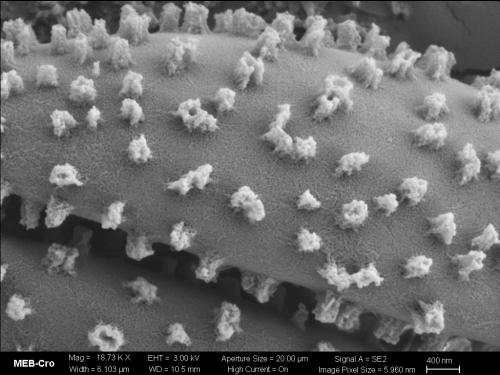 BW4626-HEMlut-MEB-spore2