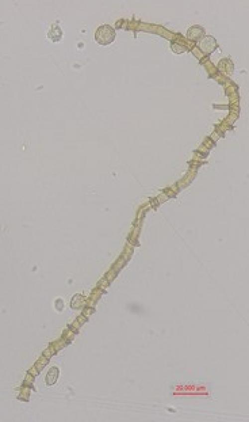 BW4187-CALcor4