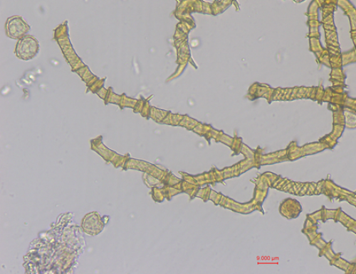 BW4187-CALcor5