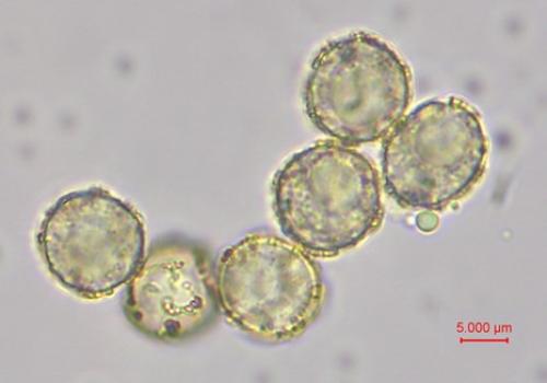 BW4187-CALcor-spores1