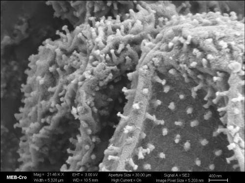 BW2536-PHYS-pseudocul-SEM2