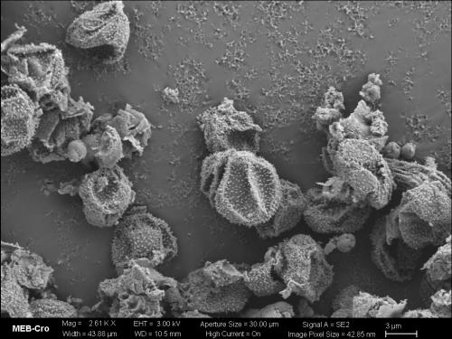 BW2536-PHYS-pseudocul-SEM3