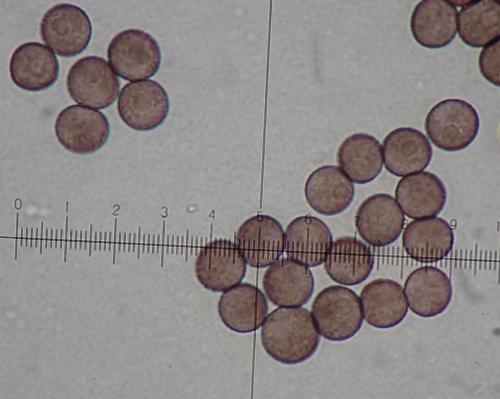 4607-DID-mon7-spores1