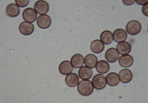 4607-DID-mon7-spores2