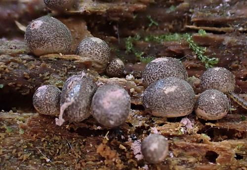 4698-Lycogala-roseo-1