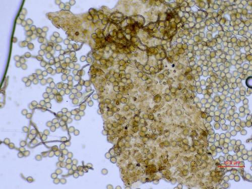 KW0895-2-péridiumx200