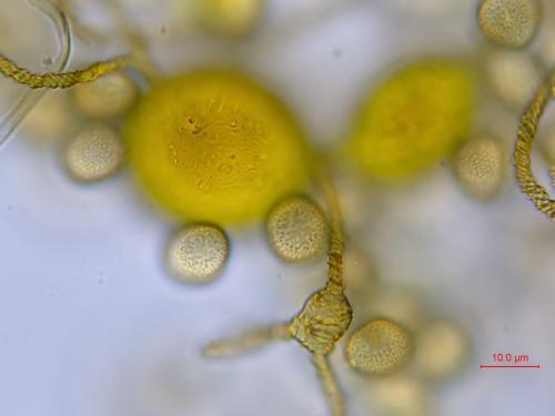 KW0895-7-détail-renflement