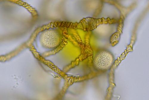 KW0895-8-détail-renflement