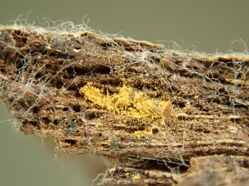 KW0895-1-plasmodiocarpe