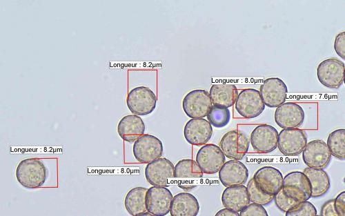 cladeb9spores