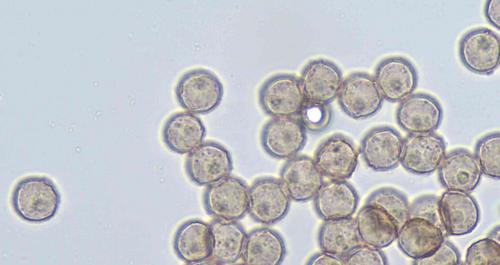 cladebspores10