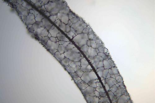 S-fuscoides3-cap