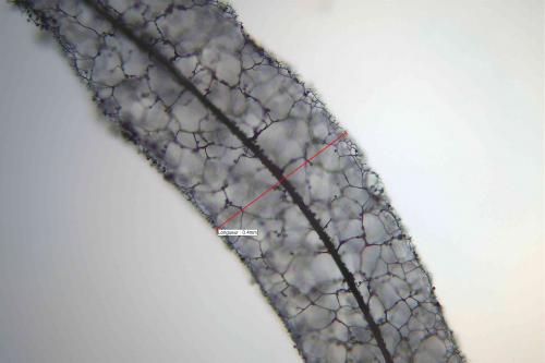 S-fuscoides4-cap