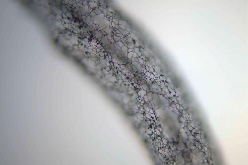 S-fuscoides5-cap