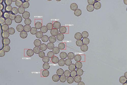 S-fuscoides7-spores2