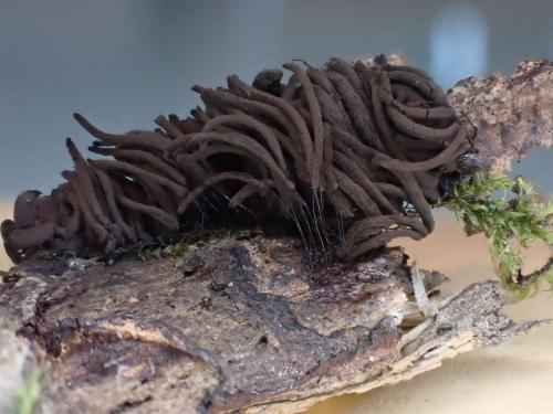 Stem-fusca